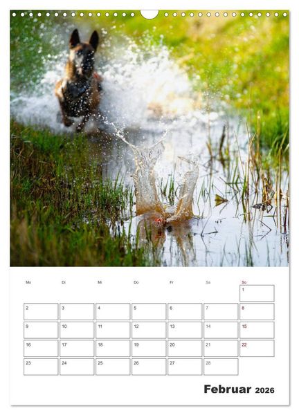 Produktbild: Malinois Power auf vier Pfoten (Wandkalender 2026 DIN A3 hoch), CALVENDO Monatskalender