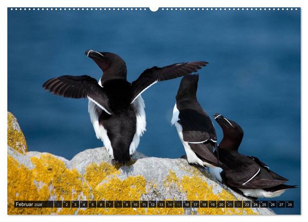 Produktbild: V&Ouml;GEL (Wandkalender 2026 DIN A2 quer), CALVENDO Monatskalender