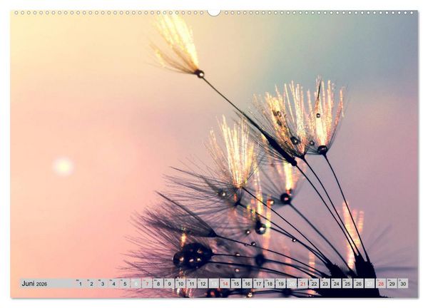 Produktbild: PusteblumenZauber (hochwertiger Premium Wandkalender 2026 DIN A2 quer), Kunstdruck in Hochglanz