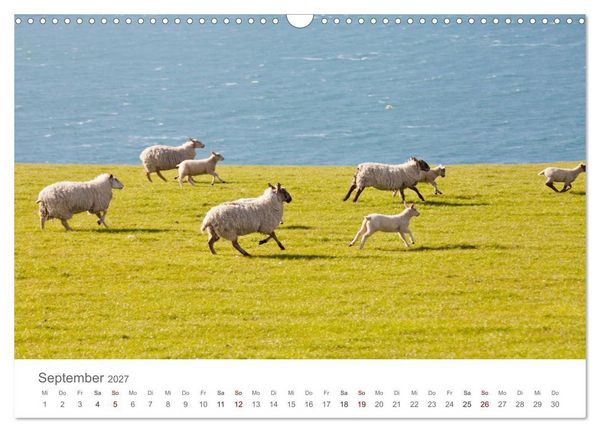 Produktbild: Schafe - Weich und wollig (Wandkalender 2027 DIN A3 quer), CALVENDO Monatskalender