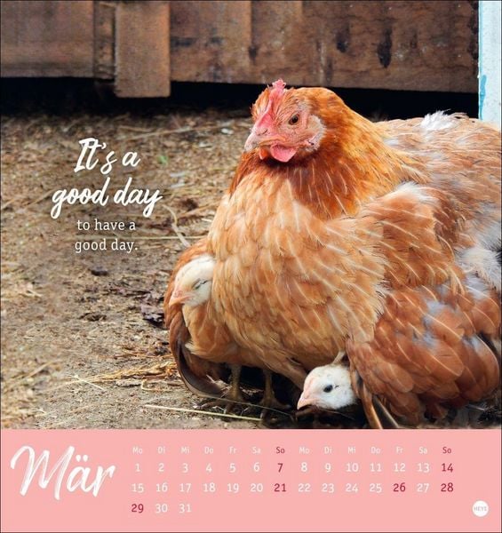 Produktbild: H&uuml;hner Postkartenkalender 2027 - Ach, du verr&uuml;cktes Huhn!