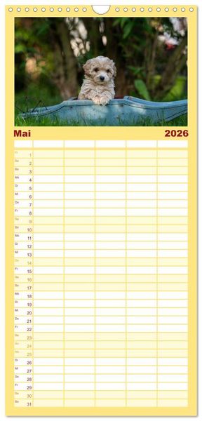 Produktbild: Familienplaner 2026 - Maltipoo Welpen mit 5 Spalten (Wandkalender, 21 x 45 cm) CALVENDO