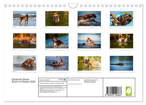 Produktbild: Deutscher Boxer - Boxer im Wasser 2026 (Wandkalender 2026 DIN A4 quer), CALVENDO Monatskalender