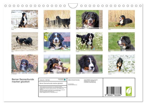 Produktbild: Berner Sennenhunde machen gl&uuml;cklich (Wandkalender 2026 DIN A4 quer), CALVENDO Monatskalender