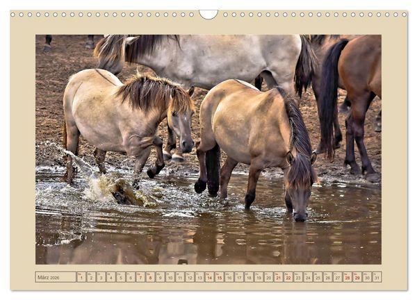 Produktbild: D&uuml;lmener Wildpferde im M&uuml;nsterland (Wandkalender 2026 DIN A3 quer), CALVENDO Monatskalender