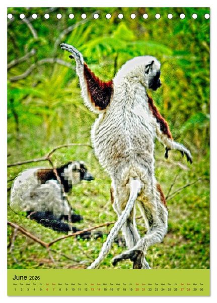 Produktbild: Adorable lemurs (Desk Calendar 2026 DIN A5 portrait), CALVENDO 12 Month DeskCalendar