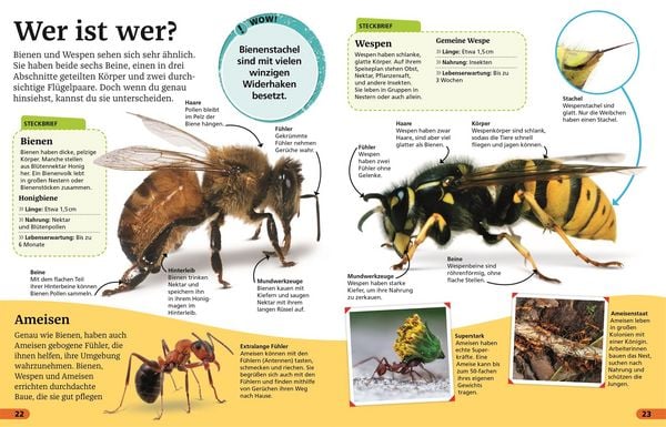 Produktbild: Superchecker! Insekten