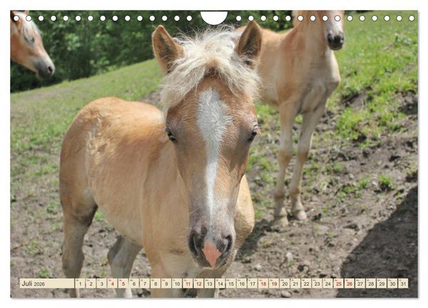 Produktbild: Tiroler Langm&auml;hnen (Wandkalender 2026 DIN A4 quer), CALVENDO Monatskalender