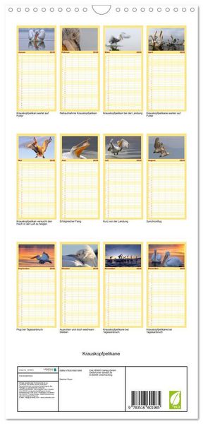 Produktbild: Familienplaner 2026 - Krauskopfpelikane mit 5 Spalten (Wandkalender, 21 x 45 cm) CALVENDO