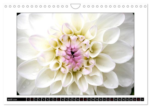 Produktbild: Charmantes fleurs blanches (Calendrier mural 2026 DIN A4 vertical), CALVENDO calendrier mensuel
