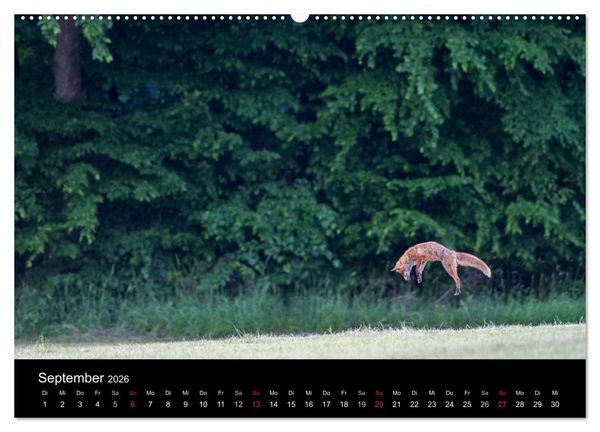 Produktbild: F&uuml;chse in freier Natur (hochwertiger Premium Wandkalender 2026 DIN A2 quer), Kunstdruck in Hochglanz