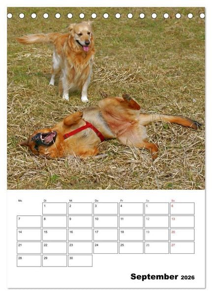 Produktbild: Hunde Freunde (Tischkalender 2026 DIN A5 hoch), CALVENDO Monatskalender