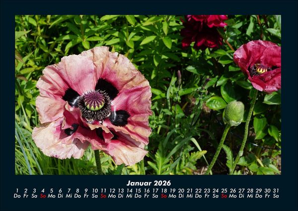 Produktbild: Blumenzauber 2026 Fotokalender DIN A4