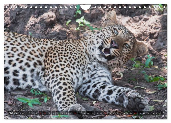 Produktbild: Leoparden - Geheimnisvolle J&auml;ger (Wandkalender 2026 DIN A4 quer), CALVENDO Monatskalender