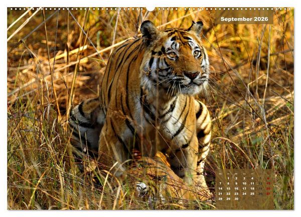 Produktbild: Wilde Tiere Indiens (hochwertiger Premium Wandkalender 2026 DIN A2 quer), Kunstdruck in Hochglanz