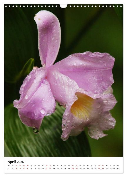 Produktbild: Costa Rica - Fauna & Flora (Wandkalender 2026 DIN A3 hoch), CALVENDO Monatskalender