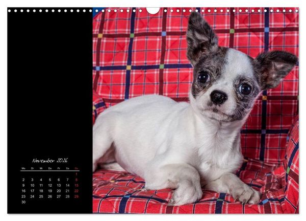 Produktbild: Chihuahua Welpen und Freunde (Wandkalender 2026 DIN A3 quer), CALVENDO Monatskalender