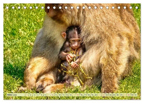 Produktbild: Affen - Affenkinder (Tischkalender 2026 DIN A5 quer), CALVENDO Monatskalender