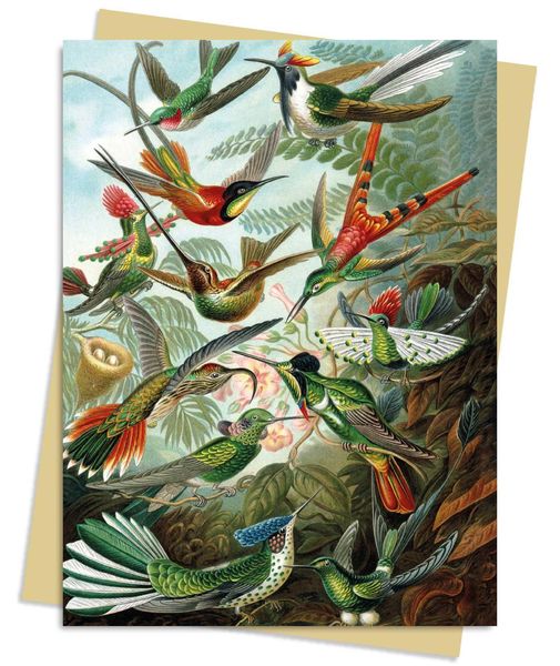 Produktbild: Ernst Haeckel: Hummingbirds Greeting Card Pack