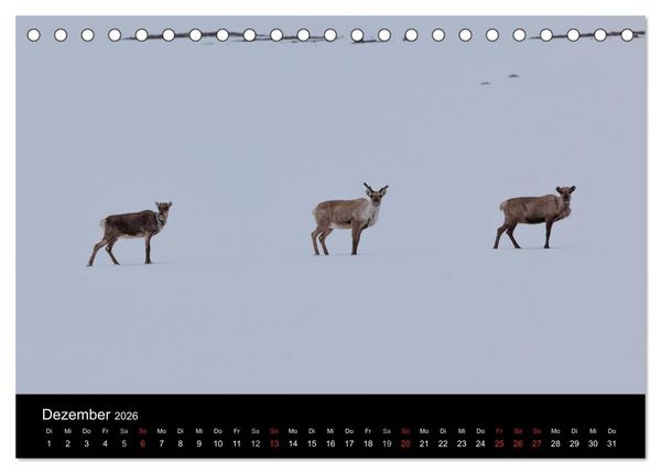 Produktbild: Tierkalender 2026 (Tischkalender 2026 DIN A5 quer), CALVENDO Monatskalender