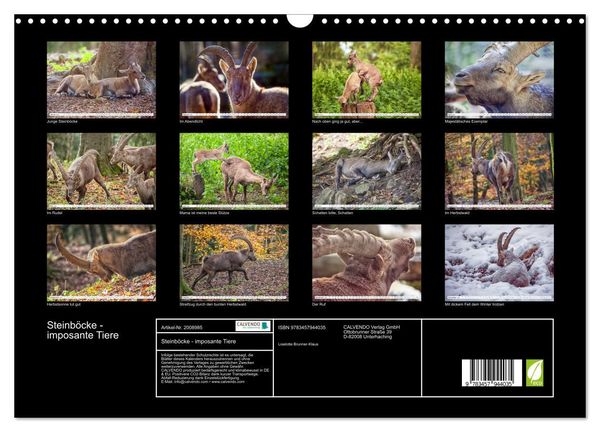 Produktbild: Steinb&ouml;cke - imposante Tiere (Wandkalender 2026 DIN A3 quer), CALVENDO Monatskalender