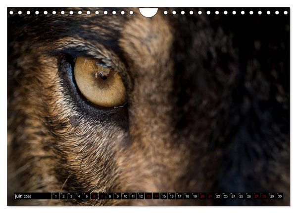 Produktbild: Le loup: l'esprit sauvage (Calendrier mural 2026 DIN A4 vertical), CALVENDO calendrier mensuel