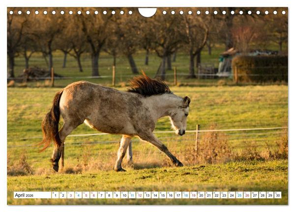 Produktbild: Durch das Jahr mit dem Connemara Pony Holly (Wandkalender 2026 DIN A4 quer), CALVENDO Monatskalender