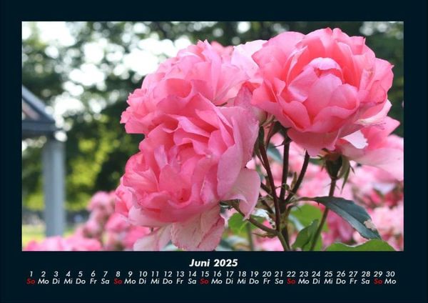 Produktbild: Blumenkalender 2025 Fotokalender DIN A4