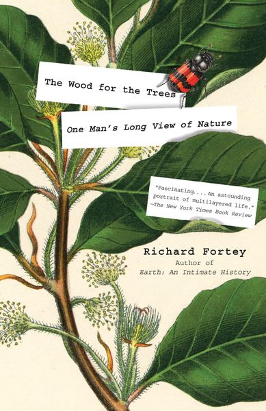 Produktbild: The Wood for the Trees