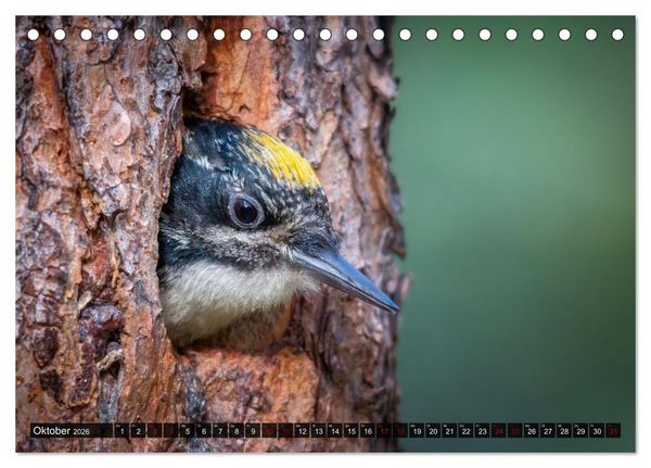 Produktbild: Wildtierkalender (Tischkalender 2026 DIN A5 quer), CALVENDO Monatskalender