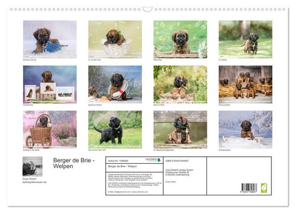 Produktbild: Berger de Brie - Welpen (Wandkalender 2026 DIN A2 quer), CALVENDO Monatskalender