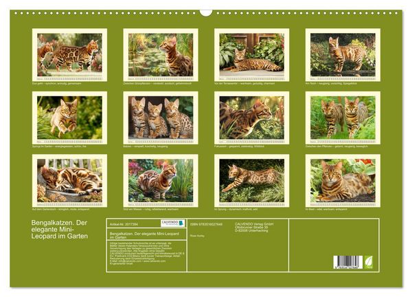Produktbild: Bengalkatzen. Der elegante Mini-Leopard im Garten (Wandkalender 2026 DIN A2 quer), CALVENDO Monatskalender