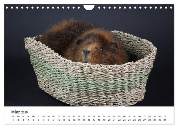 Produktbild: Unsere Meerschweinchen (Wandkalender 2026 DIN A4 quer), CALVENDO Monatskalender