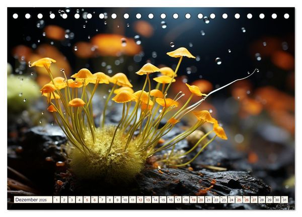 Produktbild: Wunderwelt Mikrokosmos (Tischkalender 2026 DIN A5 quer), CALVENDO Monatskalender