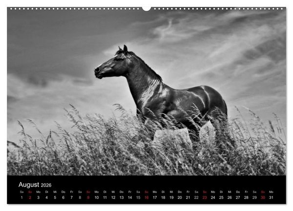 Produktbild: Pferde 2026 Wild Thing (Wandkalender 2026 DIN A2 quer), CALVENDO Monatskalender