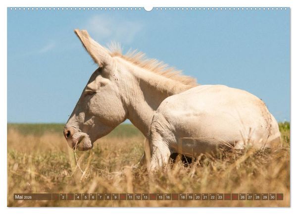 Produktbild: Kunterbunte Eselwelt - Liebenswerte Langohren (hochwertiger Premium Wandkalender 2026 DIN A2 quer), Kunstdruck in Hochglanz