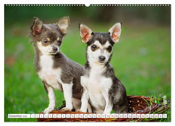 Produktbild: Enegieb&uuml;ndel Chihuahua - Temperament auf vier Pfoten (hochwertiger Premium Wandkalender 2026 DIN A2 quer), Kunstdruck in Hochglanz