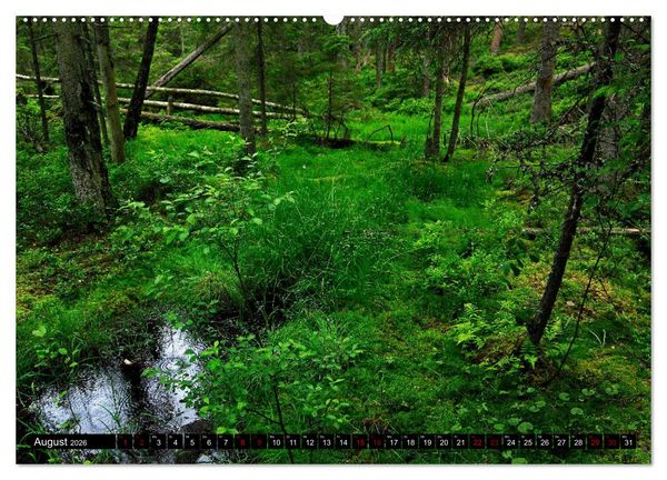 Produktbild: Tiveden, der NatURWALD in Schweden (hochwertiger Premium Wandkalender 2026 DIN A2 quer), Kunstdruck in Hochglanz