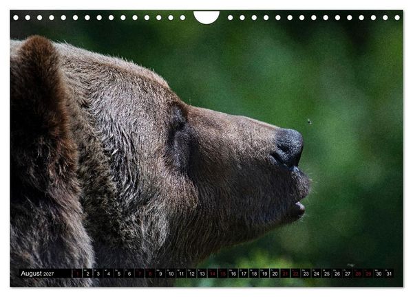 Produktbild: Grizzlys und Geisterb&auml;ren - Glendale Cove, Kanada (Wandkalender 2027 DIN A4 quer), CALVENDO Monatskalender