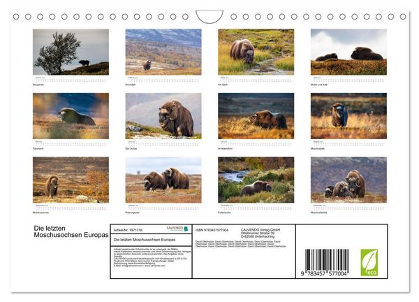 Produktbild: Die letzten Moschusochsen Europas (Wandkalender 2026 DIN A4 quer), CALVENDO Monatskalender
