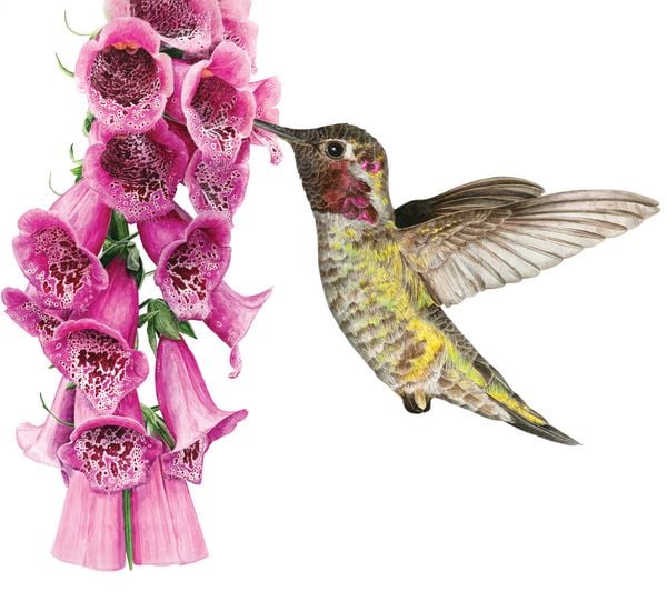 Produktbild: Inspiriert von der Natur: Anna Masons Aquarellwelt