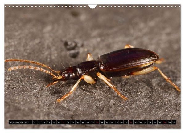 Produktbild: LAUFK&Auml;FER - CARABIDAE (Wandkalender 2027 DIN A3 quer), CALVENDO Monatskalender