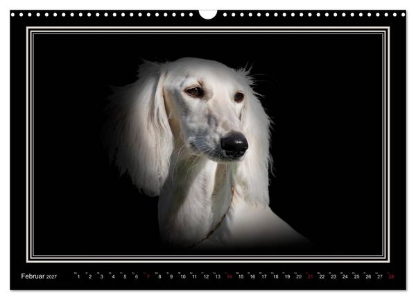 Produktbild: Saluki 2027 (Wandkalender 2027 DIN A3 quer), CALVENDO Monatskalender