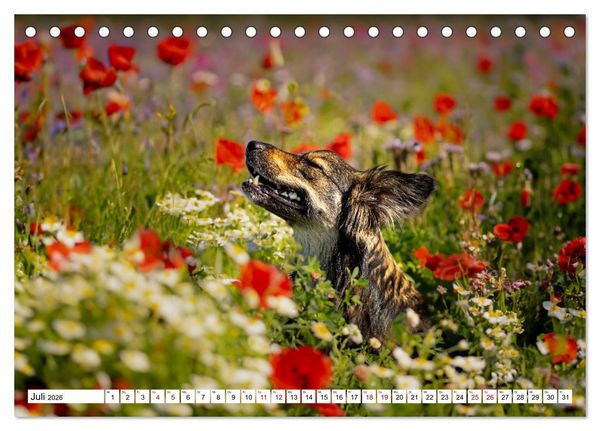 Produktbild: Ein Hundejahr in Bildern (Tischkalender 2026 DIN A5 quer), CALVENDO Monatskalender