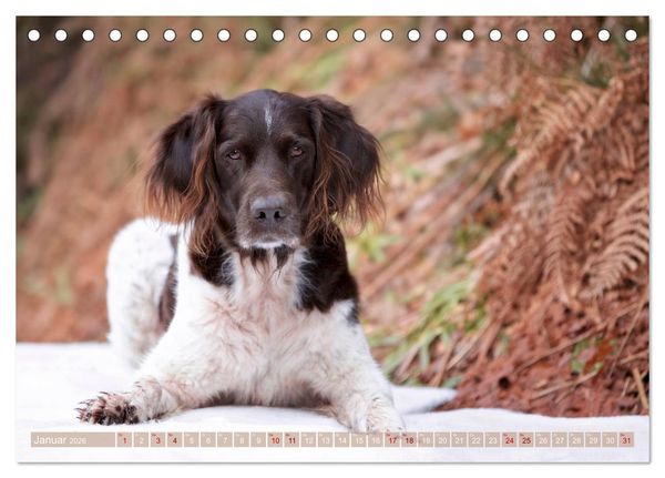 Produktbild: Passion Jagdhund - Kleiner M&uuml;nsterl&auml;nder (Tischkalender 2026 DIN A5 quer), CALVENDO Monatskalender