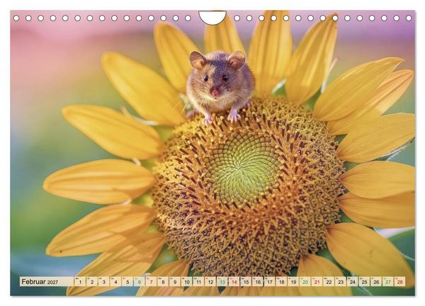 Produktbild: Niedliche Feldm&auml;use in Pastellfarben (Wandkalender 2027 DIN A4 quer), CALVENDO Monatskalender