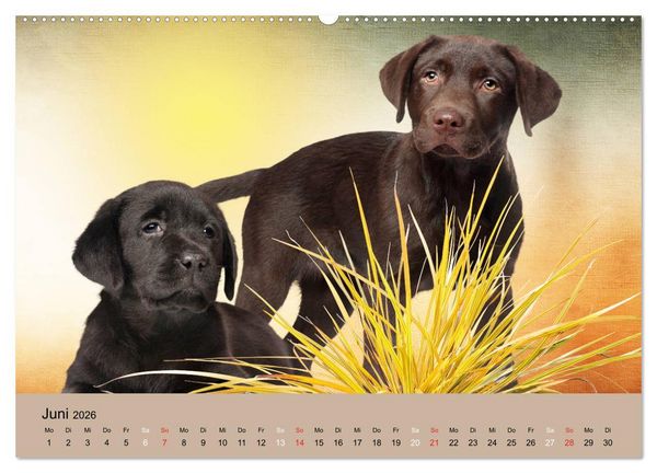 Produktbild: Labrador Retriever unsere Freunde (hochwertiger Premium Wandkalender 2026 DIN A2 quer), Kunstdruck in Hochglanz