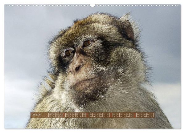 Produktbild: Affen - Individuen mit Charakter und Seele (Wandkalender 2026 DIN A2 quer), CALVENDO Monatskalender