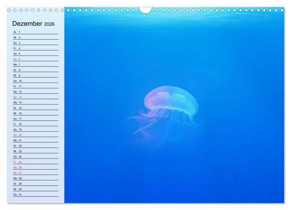 Produktbild: Quallen. Die Welt der Medusen (Wandkalender 2026 DIN A3 quer), CALVENDO Monatskalender