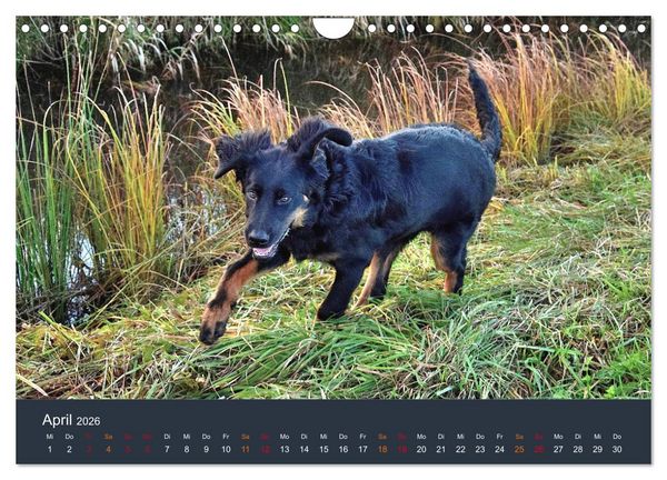 Produktbild: Ein Hovawart, ein Wachhund (Wandkalender 2026 DIN A4 quer), CALVENDO Monatskalender